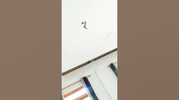 swallow preparing a nest 😍 #shortvideo #shorts #viral #swllow #bird #wehilihiniya