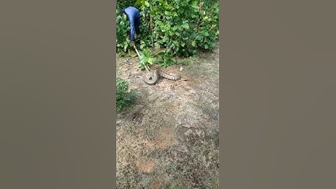 Anaconda?Ajgar? Rock Python? Attack Catch. Big Heavy Snake In Indian Jungle And Release Safely.