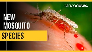 Scientists warn of a new invasive mosquito species in Africa |  Africanews
