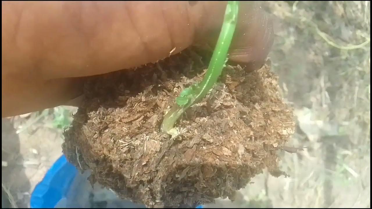 03 How to transplant Ugwu Seedling planted in Sawdust YouTube