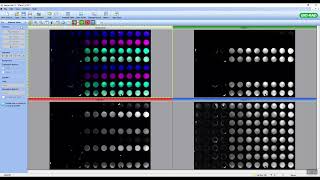 How to Analyze In Cell Western Data Using Image Lab Software