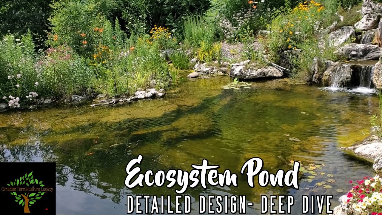 Aquascape Ecosystem Pond   Une plonge en profondeur explorant les aspects dtaills de la conception