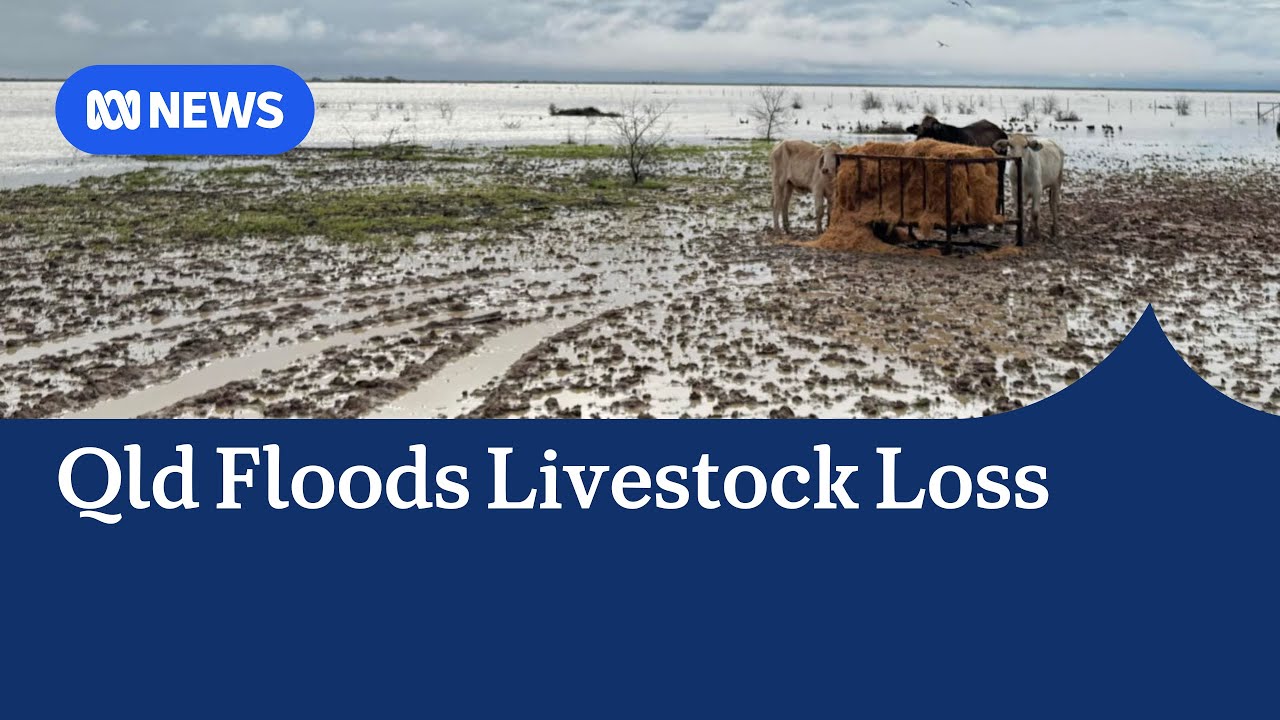 Graziers in Qld tally livestock losses after flood disaster | ABC NEWS ...