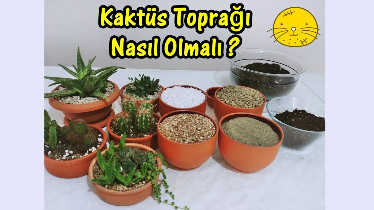 Kakts ve Sukulent Topra Nasl Olmal?
