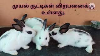 Rabbit sales முயல் குட்டிகள் விற்பனை