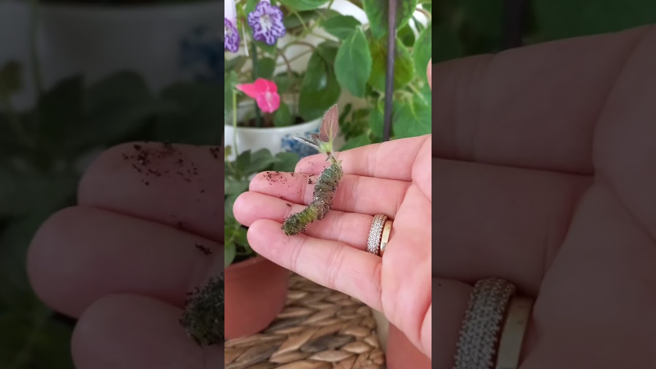 kohleria bakımı rizom nasıl ekilir