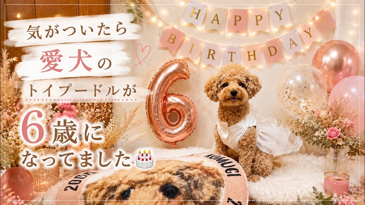 TKG　ヨーキ、トイプーちゃん Before I knew it, my toy poodle turned 6 years old🎂 - YouTube