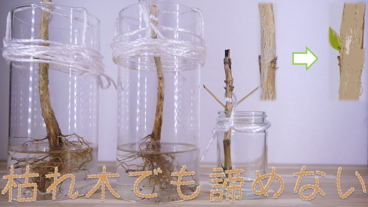 品種改良レンブ　挿し木苗「香水」 品種改良レンブ 挿し木苗「香水」 品種改良レンブ 挿し木苗 「黒真珠