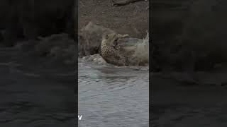 NOT FOR SENSITIVE VIEWERS: : Huge crocodile takes down unsuspecting cheetah