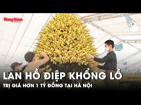 Video Chiêm ngưỡng cây lan hồ điệp khổng lồ trị giá hơn 1 tỷ... - youtube