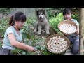 Beautiful nature mountain farms harvest eggplants and pick up chicken eggs to sell at the market