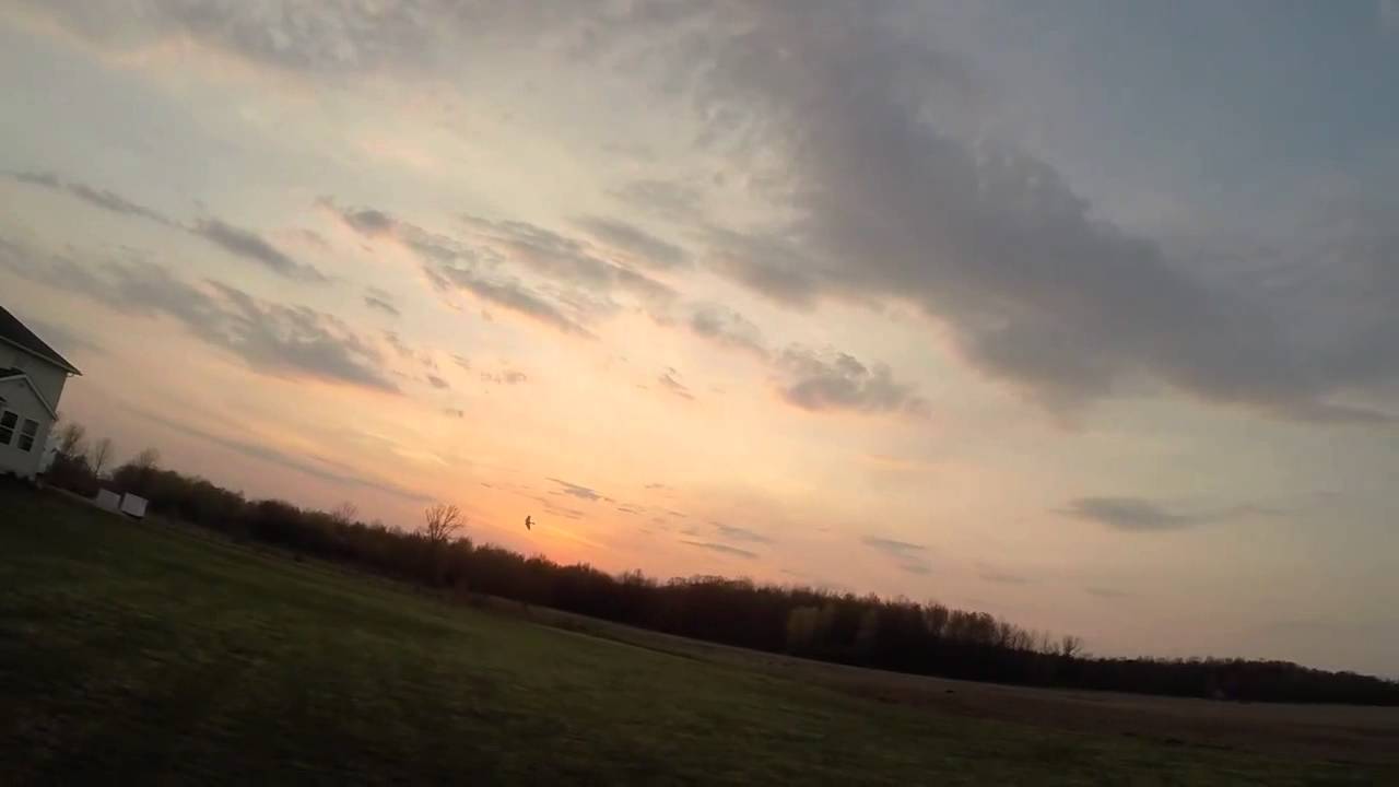 Bird of Play Maiden 2