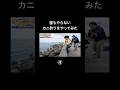 誰もやらないカニ釣り④ #マンディー #釣り #shorts