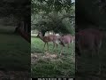 Two beautiful deer together in the yard
