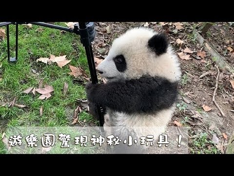 《熊貓早晚安》遊樂園驚現神秘小玩具！| iPanda