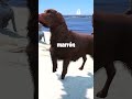 ¿A DÓNDE Va la FAMILIA con sus PERRITOS en GTA 5? 🐱
