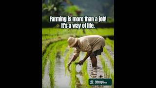 Create a cinematic 16 9 video about a farmer’s journey from sunrise to harvest, with soft lighting screenshot 5