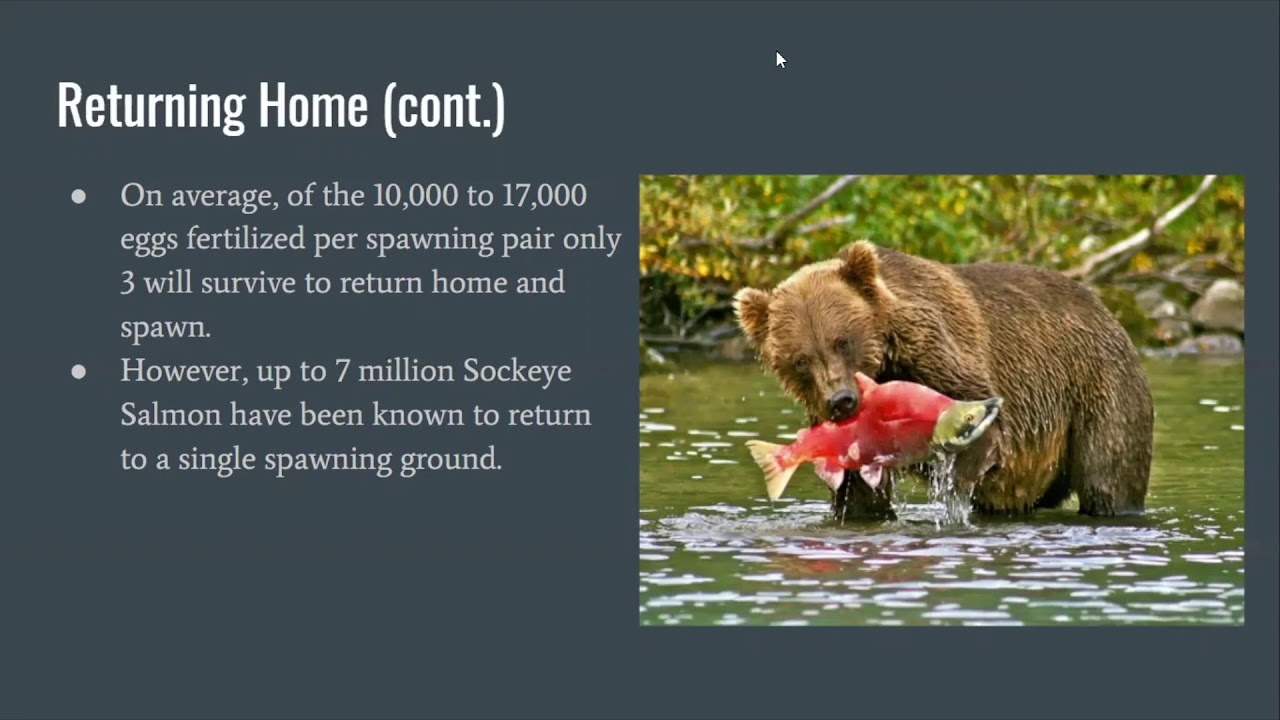 Salmon Migration and Homing
