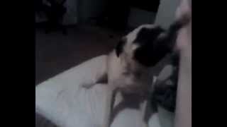 Bugsy The Pug And Her Rope. Such Rage