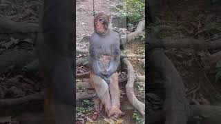The Great Ape Journey: From Monkeys to Us