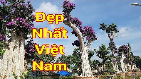 Những cây Bằng Lăng đẹp nhất Việt Nam