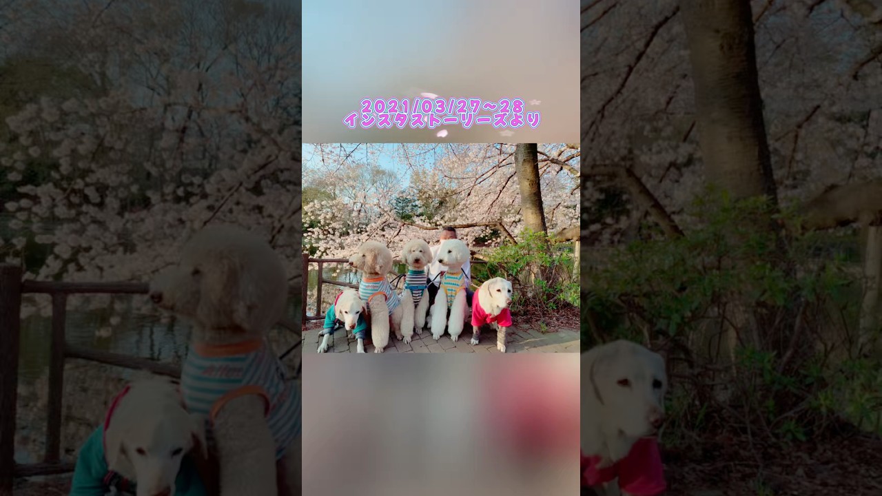 【過去のストーリーより】#愛犬#大型犬#プードル