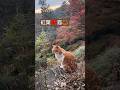 癒し#紅葉猫