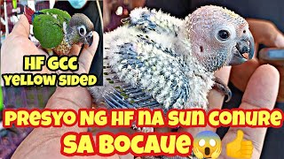 bocaue tiangge#presyo Ng handfeed na sun conure at green cheek conure