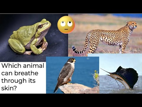 Which animal can breathe through his skin? 🤔🤔🤔