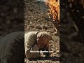 Exodus 3 :14. l AM √ What you're facing.#motivation#bible stories ##go #viral