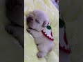 ait for the tiny snore... 😍dogsoftiktok #pugs #viralpets #puppylife #trendingreels