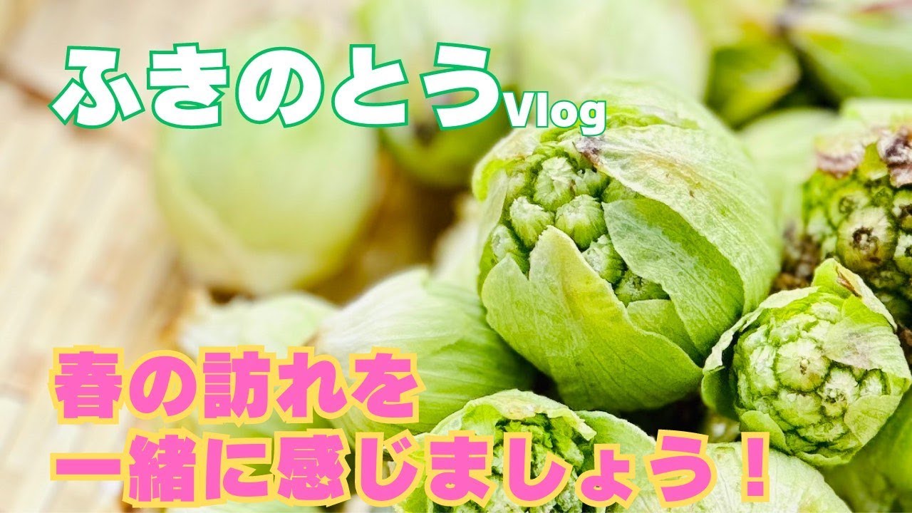 Butterbur] Picking wild vegetables that signal the arrival of