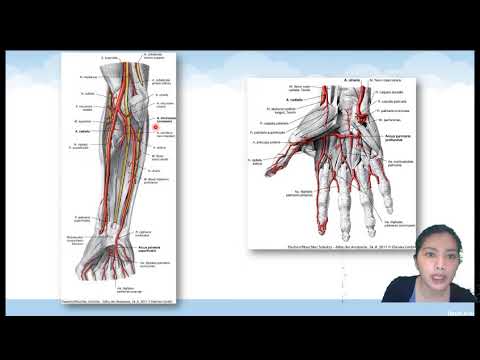 Kuliah anatomi peredaran darah dan persarafan sistem muskuloskeletal