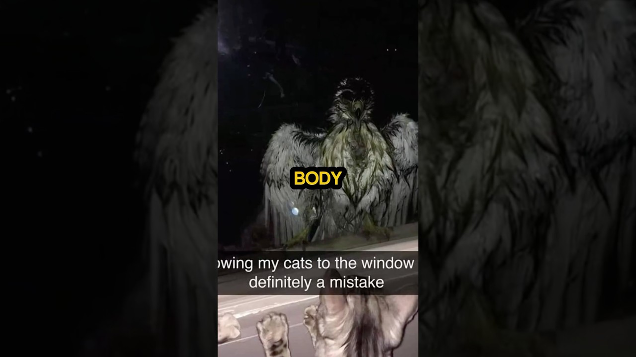 Ее кошки заметили что-то у окна.. 