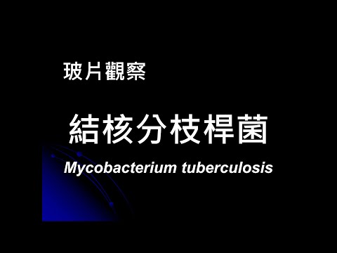 玻片觀察Microscope_結核分枝桿菌Mycobacterium tuberculosis