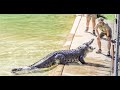 Robert Irwin Croc Show with Monty the Crocodile