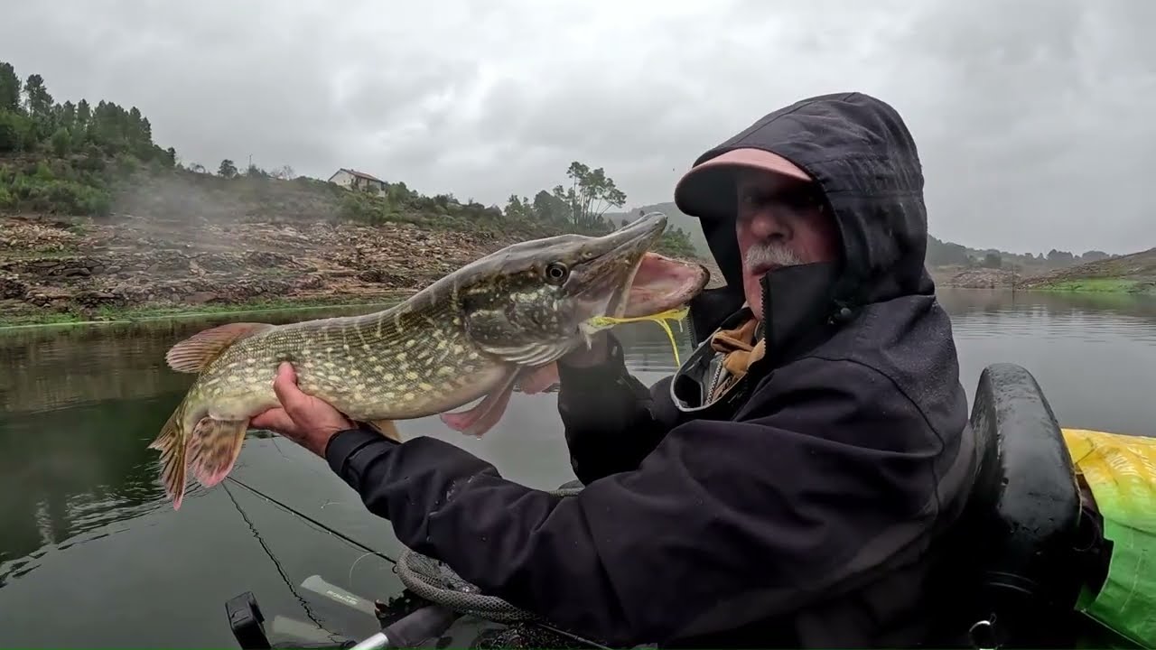 LUCIOPERCAS E PIKES A NORTE