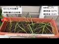 【成長日記】ゼフィランサスの開花