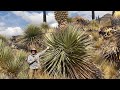 Blooming Puya raimondii in the High Andes of Peru