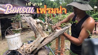 #หัดทำบอนไซ วนไป
