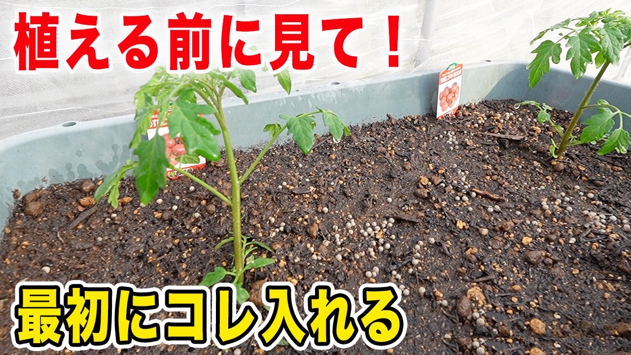 Growing mini tomatoes in planters! Here's a guide to the
