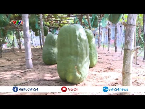 Video Những trái bí đao 
