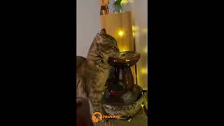Funny animals compilation of 2024 #funny #cute #cat #pets #dog 1