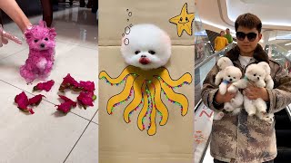 Tik Tok Chó Phốc Sóc Mini 😍 Funny and Cute Pomeranian #348