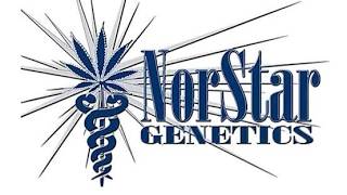 AGP: Interview with  Joel of Norstar Genetic Pt.3