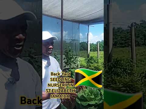 Vegetable Seedling Nursery #gardening #shortsfeed #shanzenzenjamaicanvibez #backyardvegetablegarden