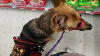 Service Dog Interference in Family Dollar