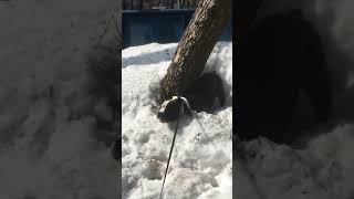 Приколы с собакой.. Питбуль играет Веселуха в сугробах! Приколы с собакой.. Питбуль играет Веселуха в сугробах!