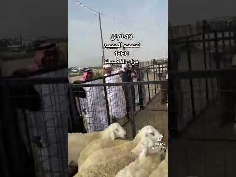 مزاد الفضيلة للاغنام جده الخمره شرق التحلية حراج يوميا بعد صلاه العصر للتواصل 0565629532