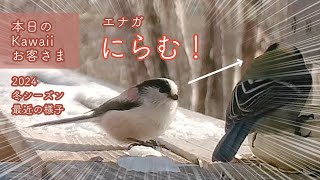 Chirururururu! Longtailed Tit Stares Down Japanese Tit in a Showdown! (January 9, 2024 #birds)